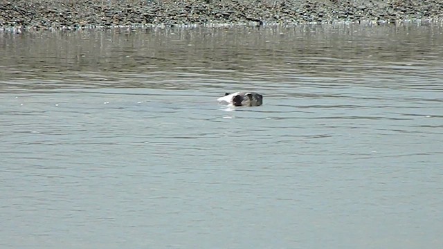 Castor du Canada - ML646856738