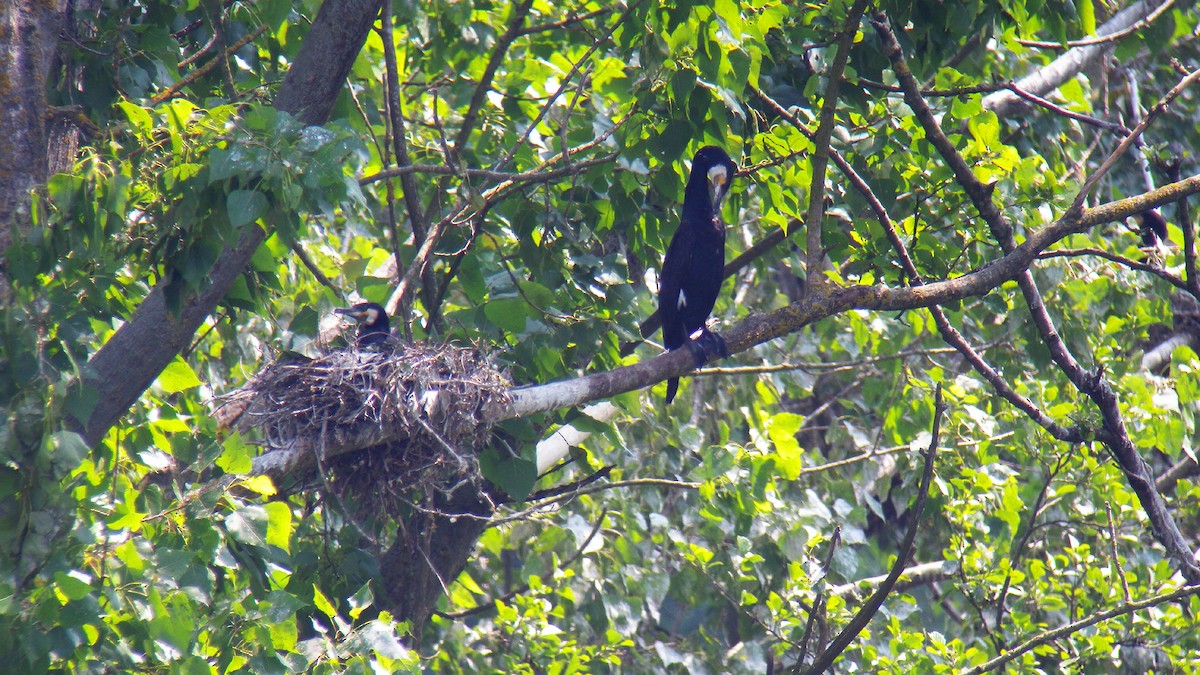 鸕鷀 - ML646856740