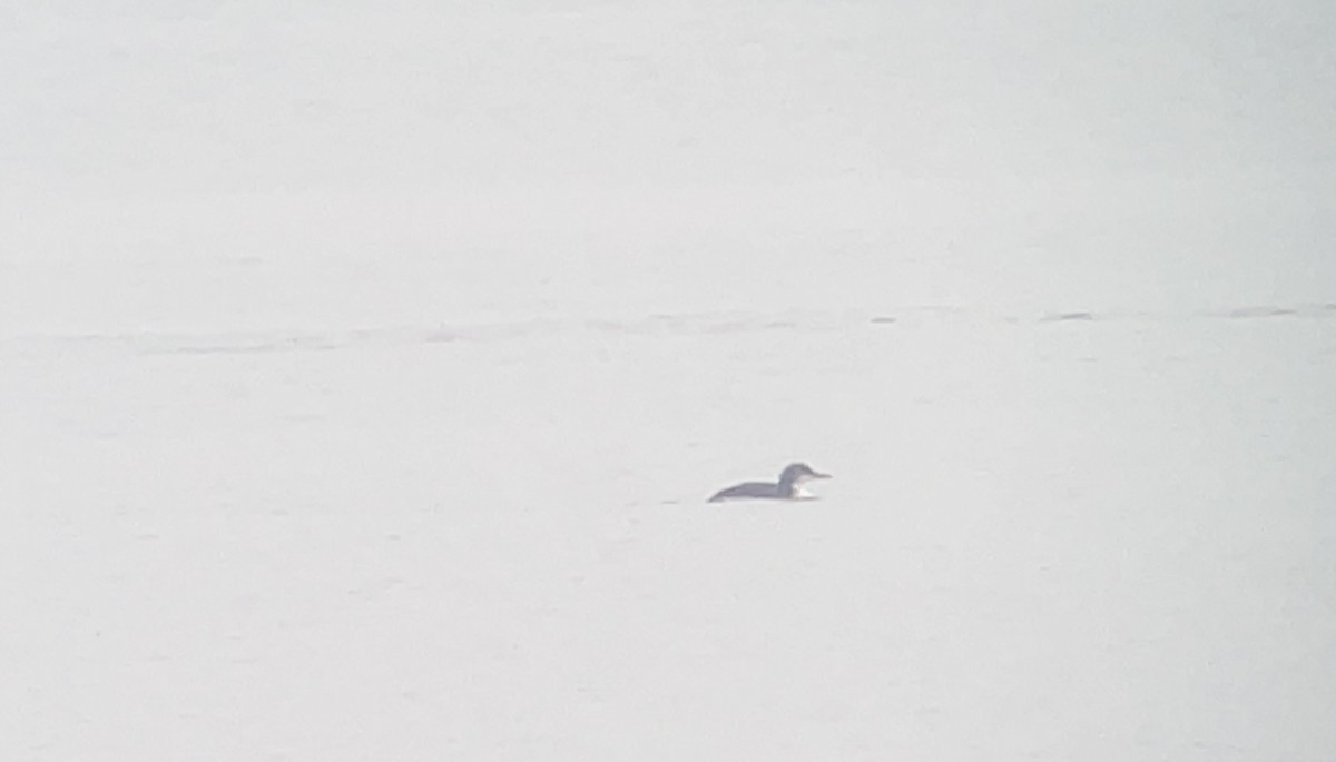 Белошейная гагара - ML646856743