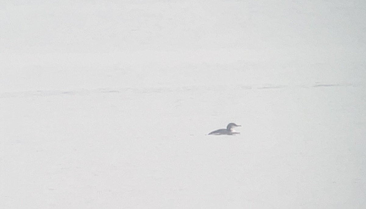 Белошейная гагара - ML646856744