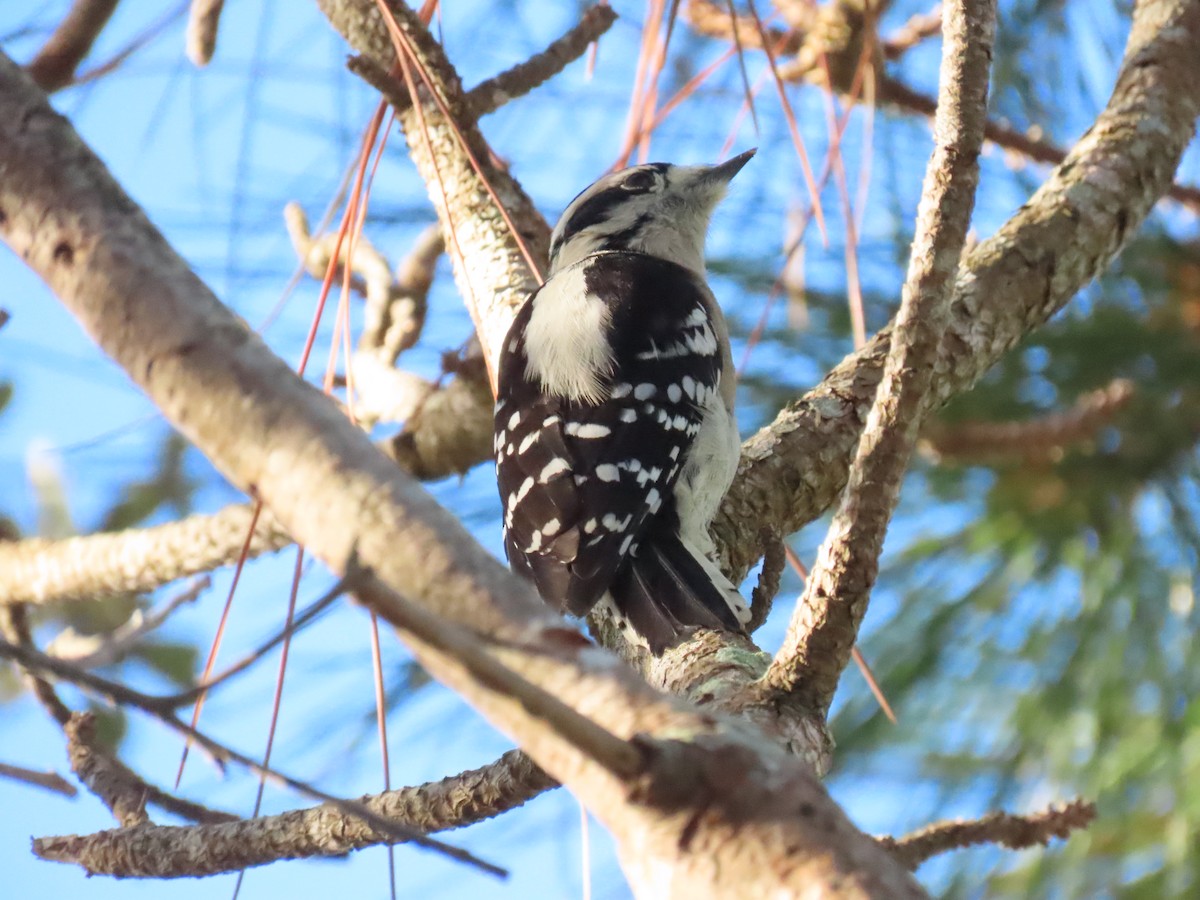 Downy Woodpecker - ML646856747