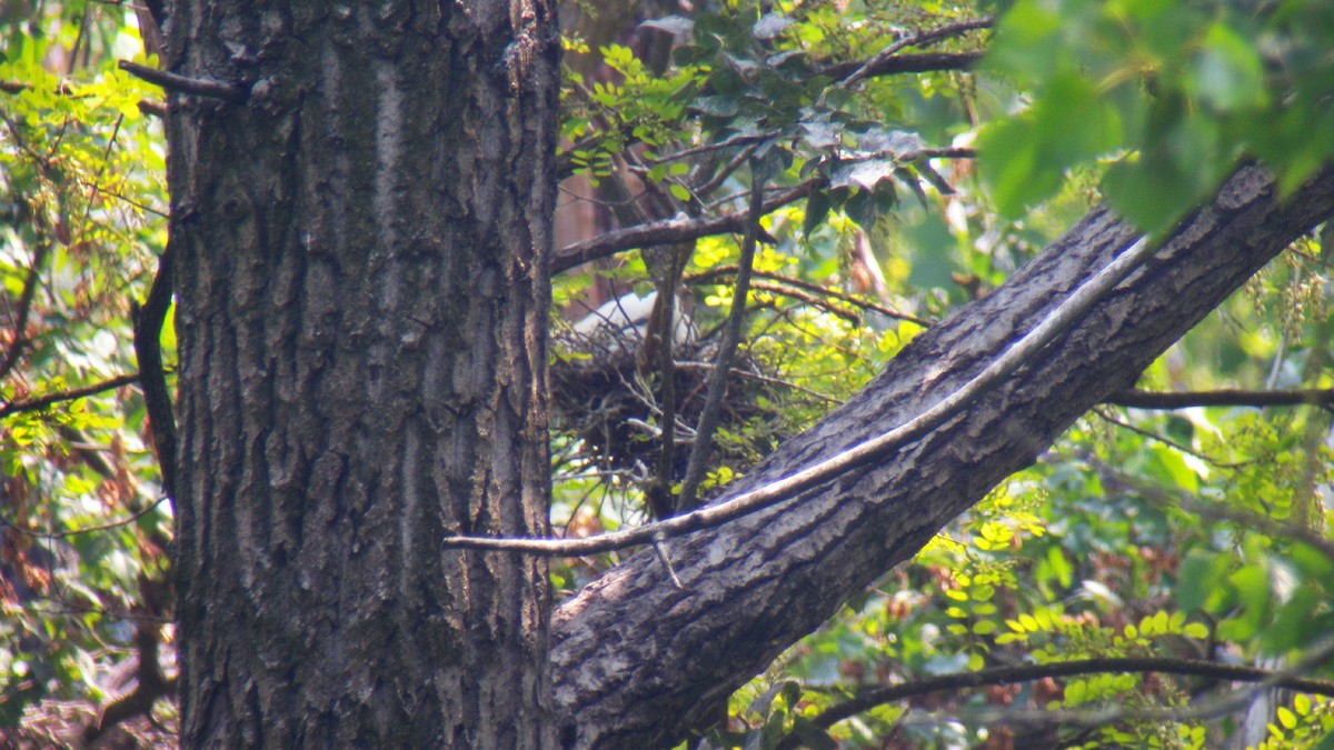 小白鷺 - ML646856754