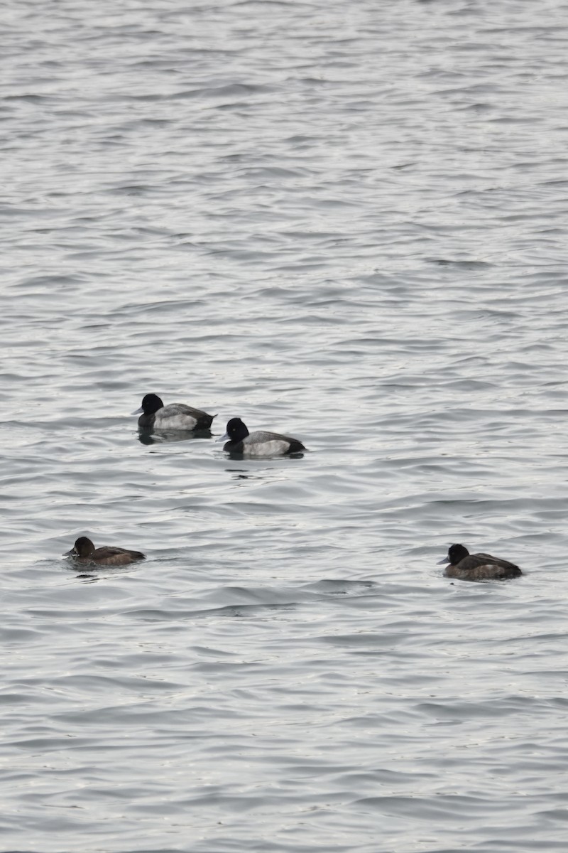 コスズガモ - ML646856756