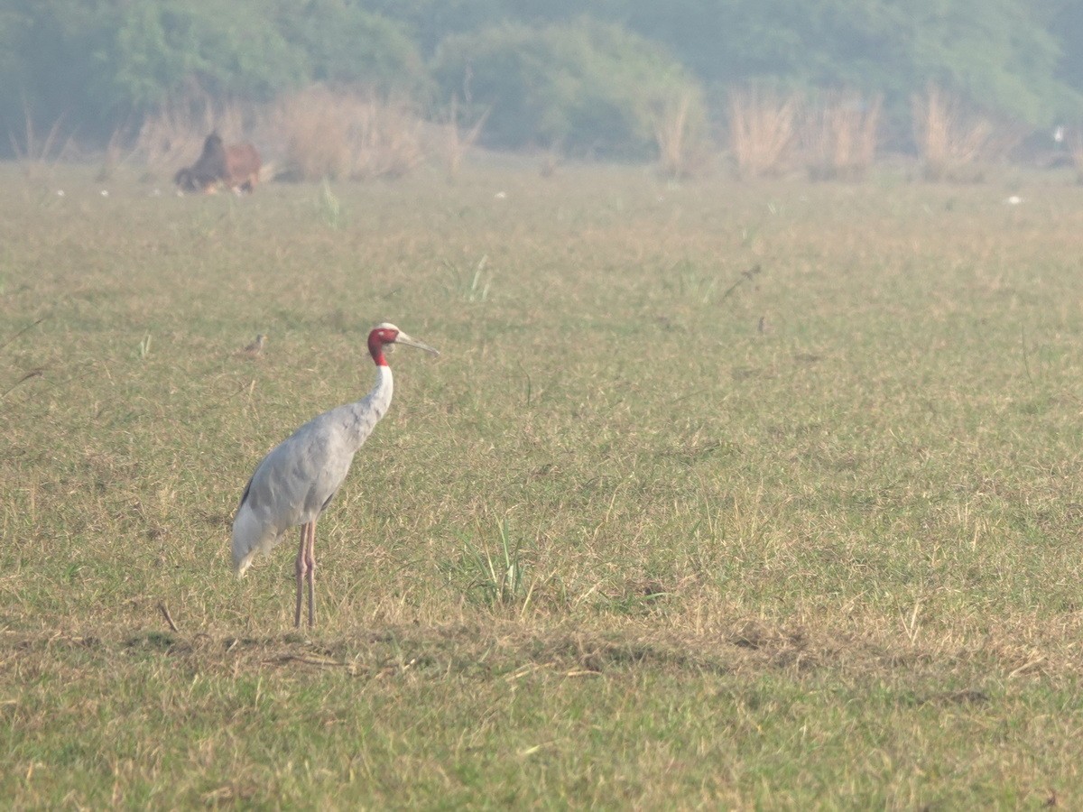 Индийский журавль - ML646856757