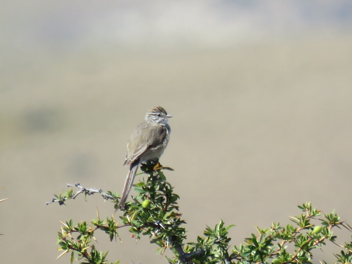 Plain-mantled Tit-Spinetail - ML646856759