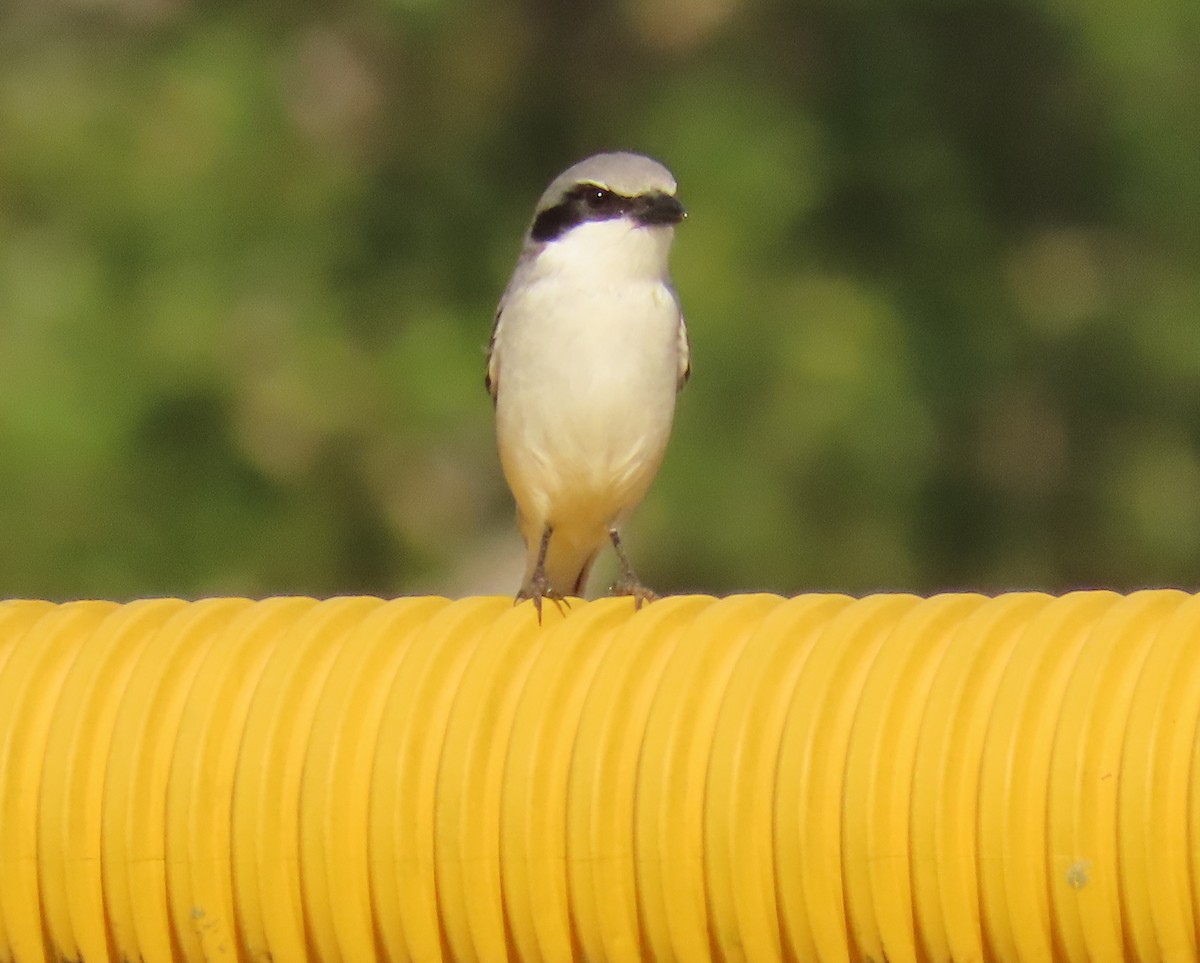 Loggerhead Shrike - ML646856761