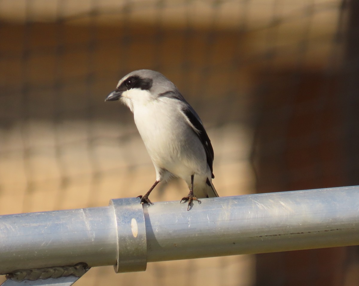 Loggerhead Shrike - ML646856762