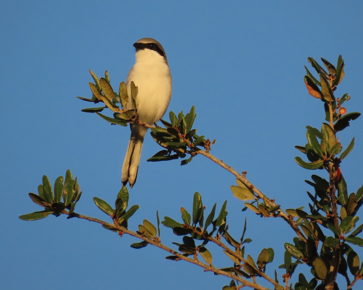 Loggerhead Shrike - ML646856763