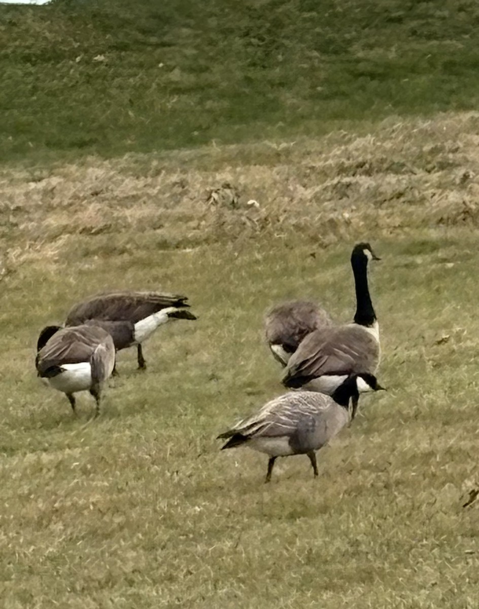 シジュウカラガン - ML646856764