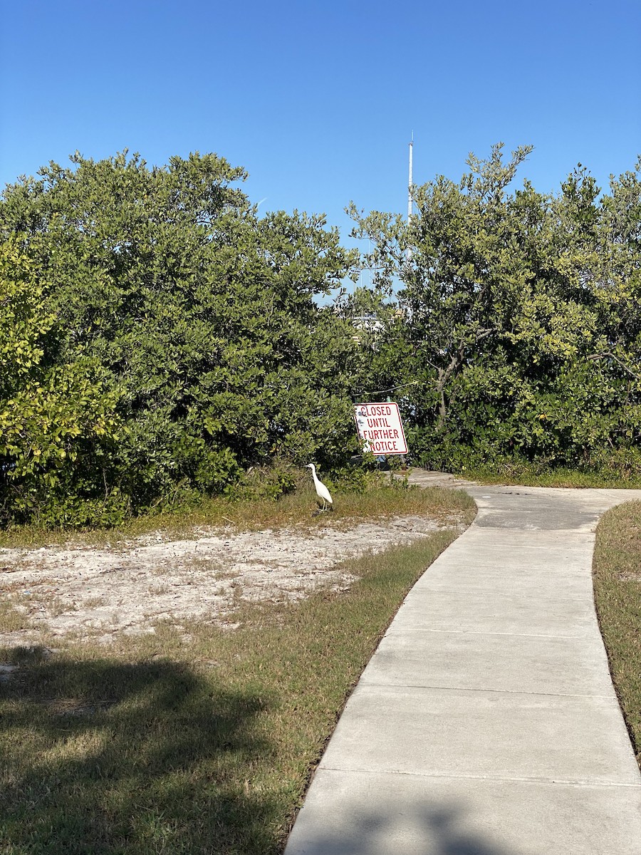 Garceta Azul - ML646856769