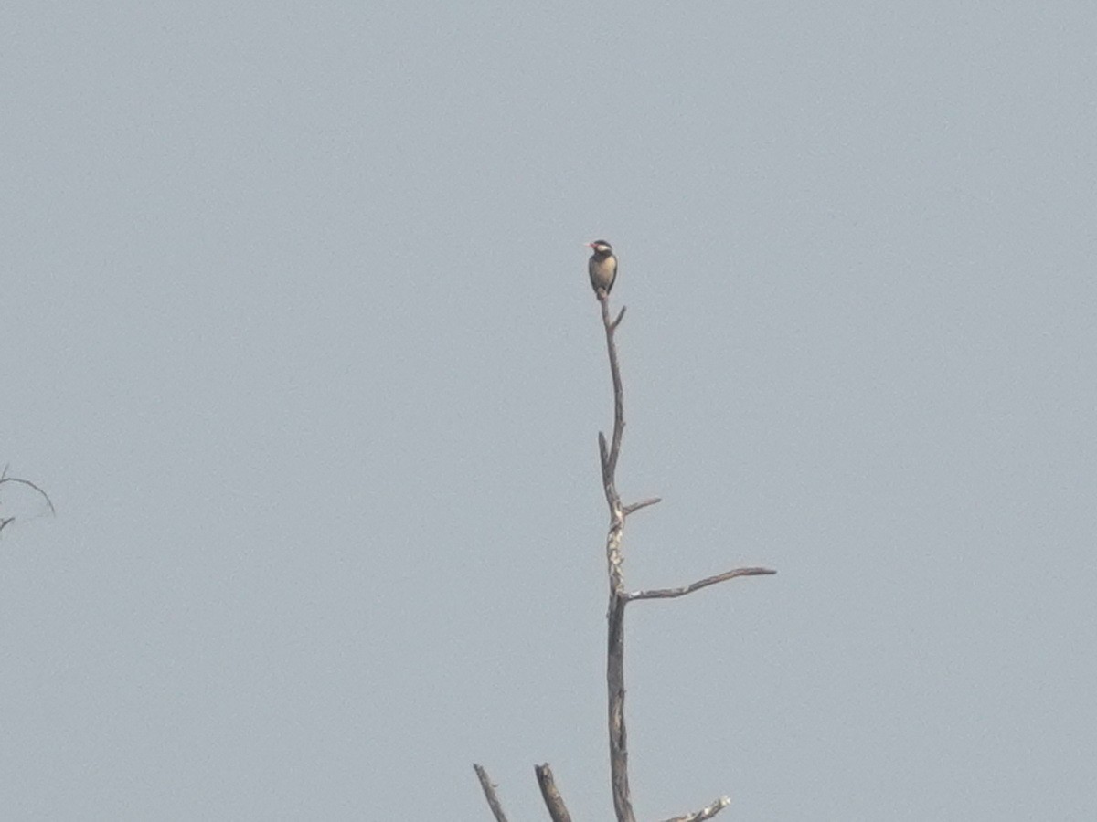 Indian Pied Starling - ML646856770