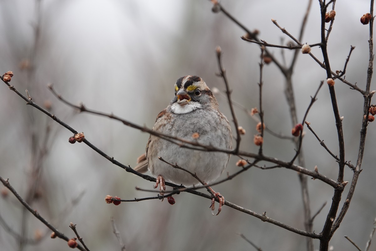 White-throated Sparrow - ML646856771