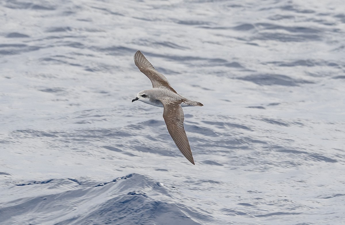 Cook's Petrel - ML646856772