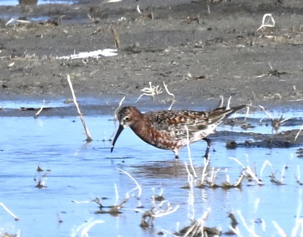 Piovanello comune - ML646856773