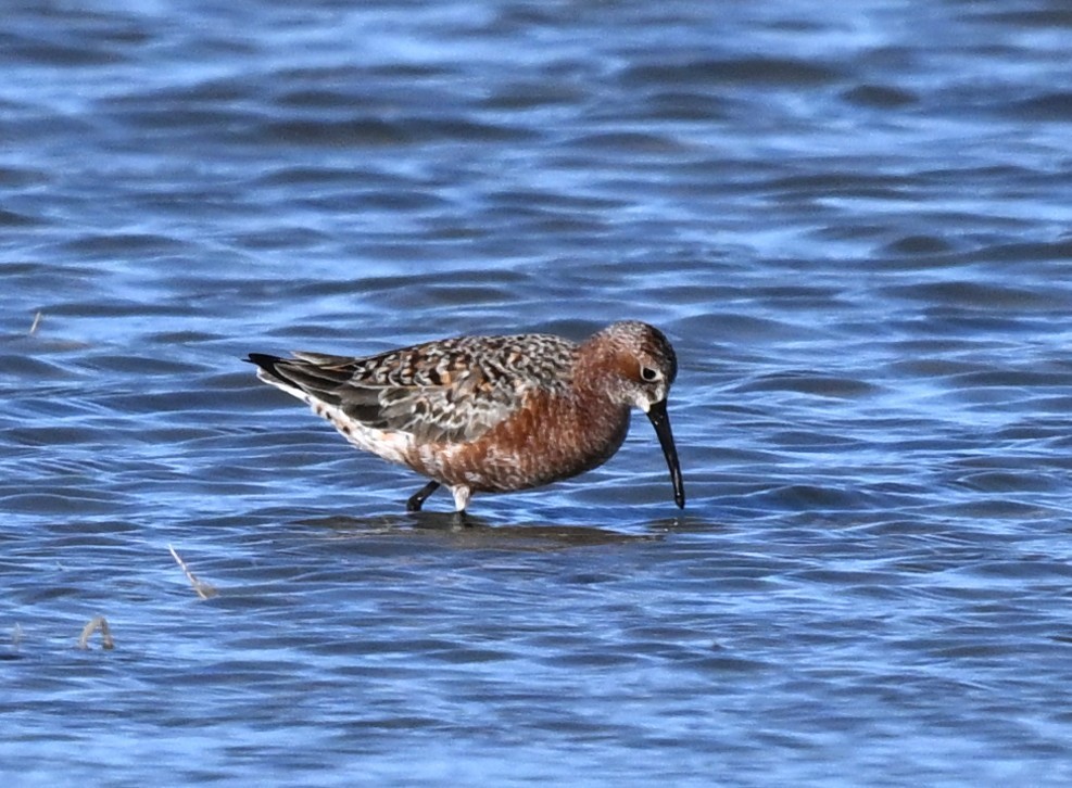 Piovanello comune - ML646856776