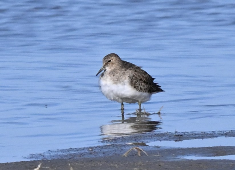 Correlimos de Temminck - ML646856777