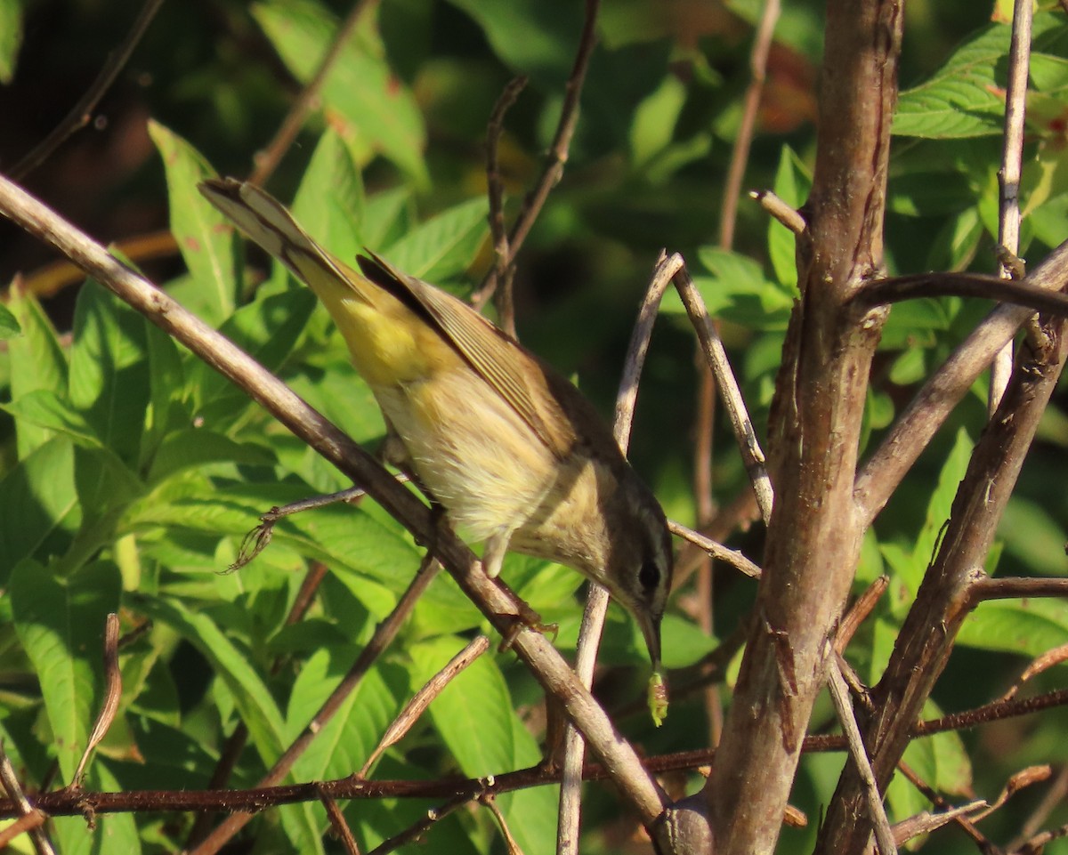 Palm Warbler - ML646856785