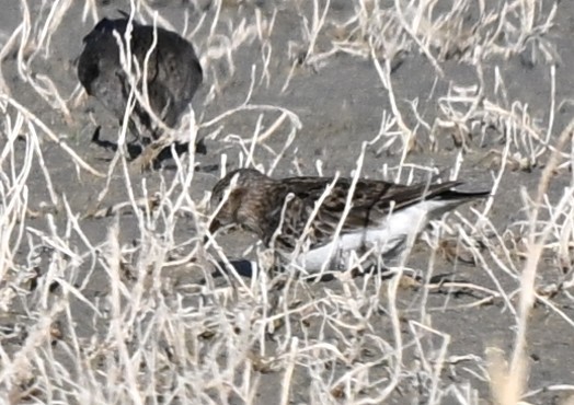 Txirri txikia - ML646856788