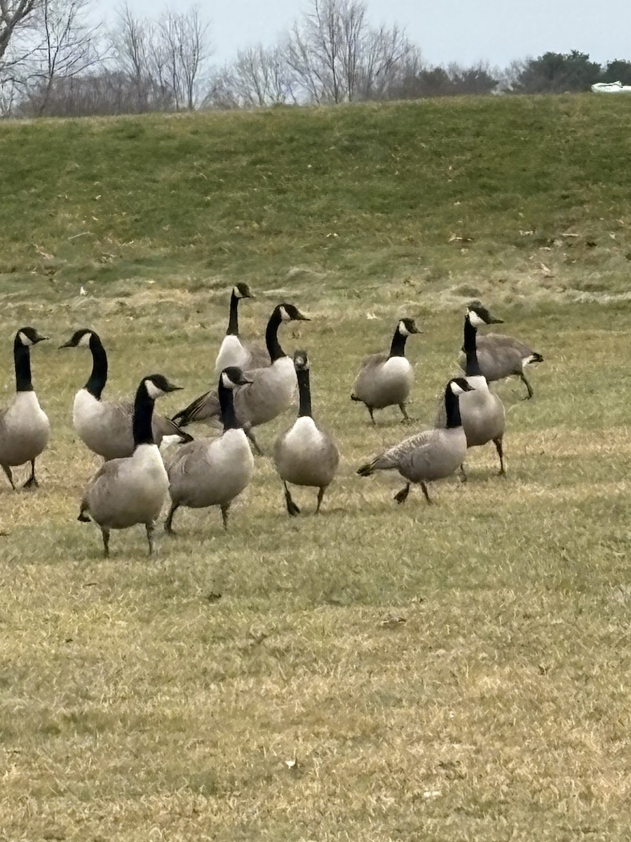 カナダガン - ML646856791