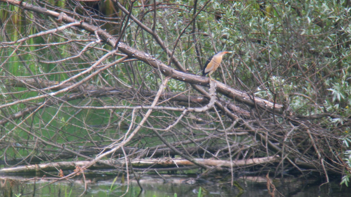 Little Bittern - ML646856792