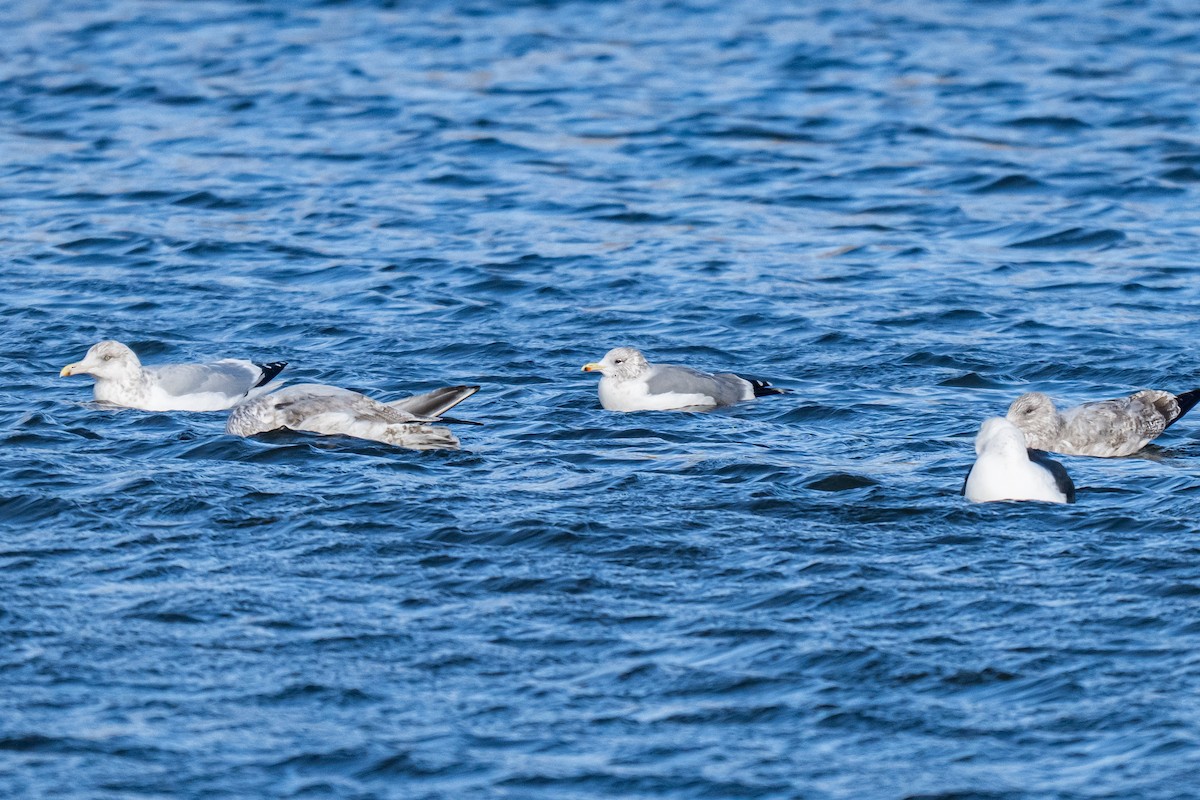 Kaio kaliforniarra - ML646856808