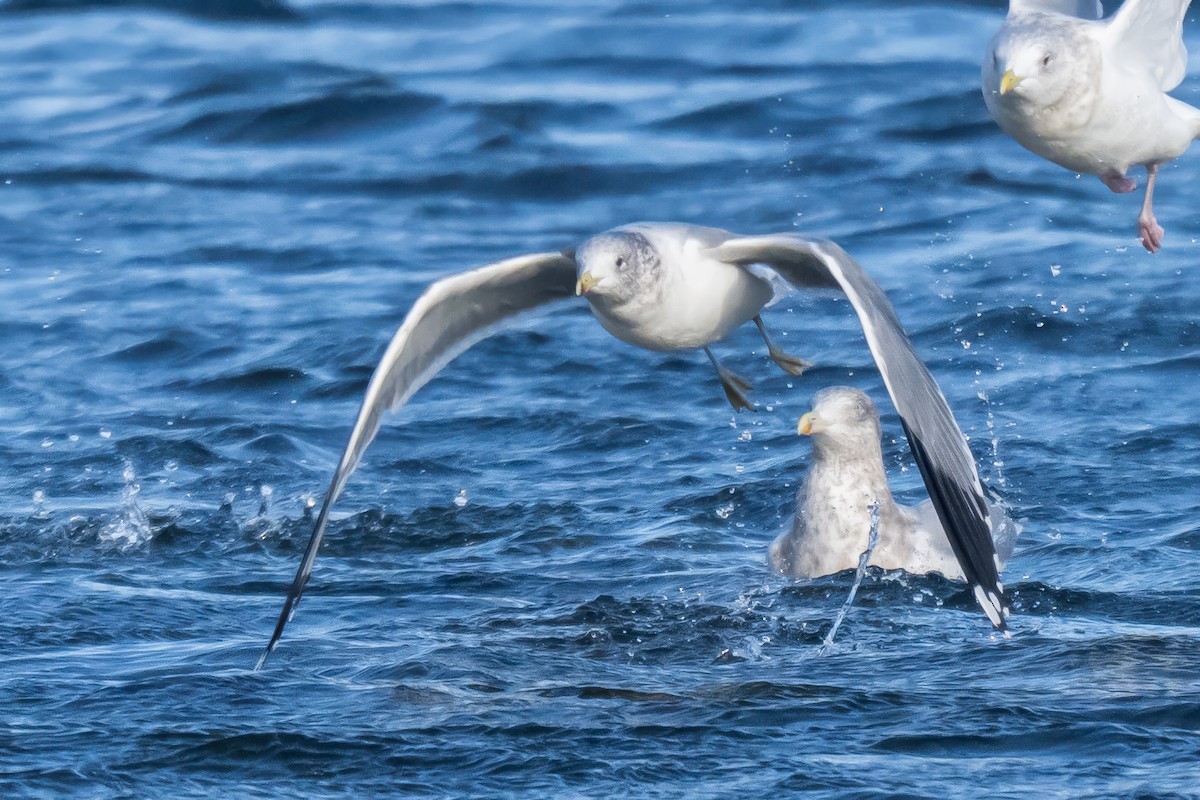 Kaio kaliforniarra - ML646856811