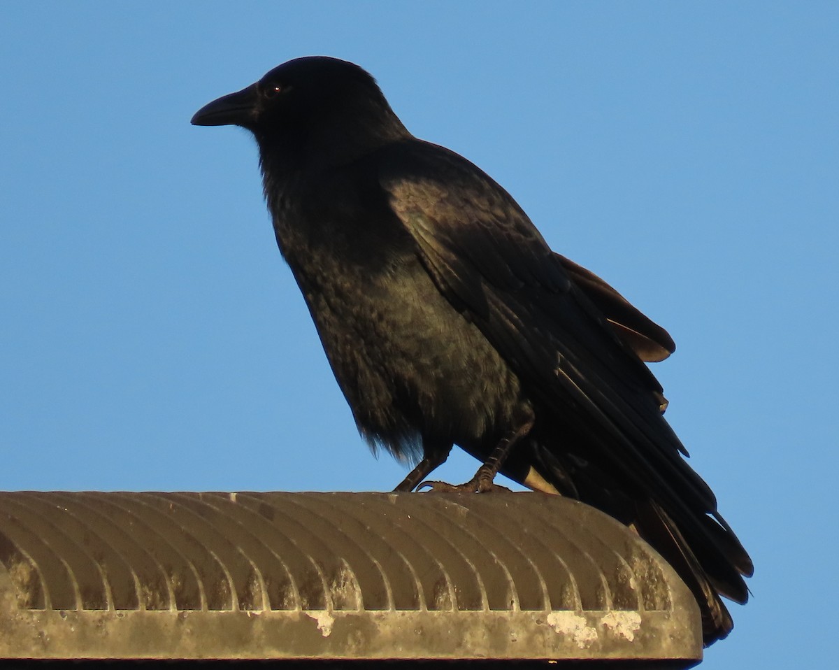 Fish Crow - ML646856812
