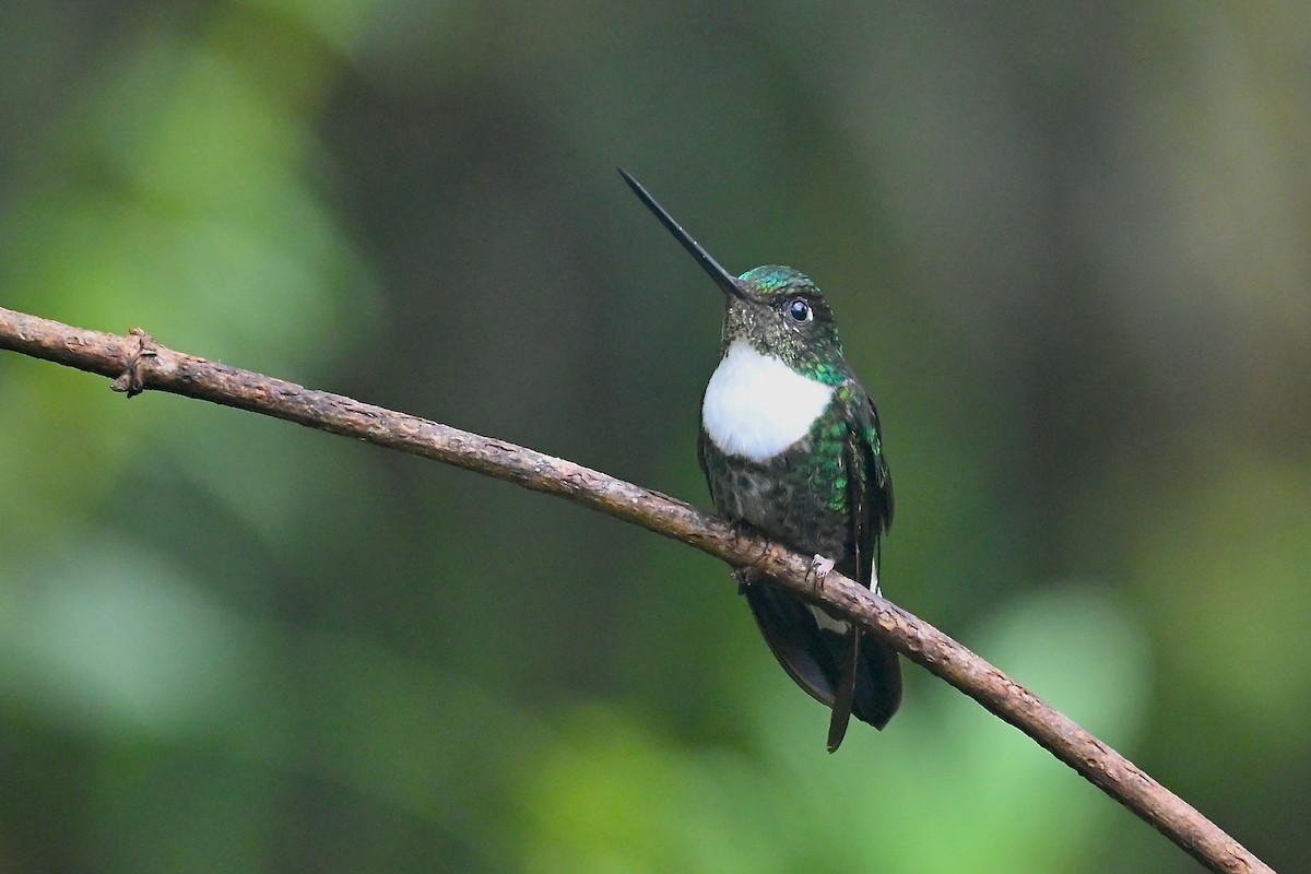 Collared Inca - ML646856816