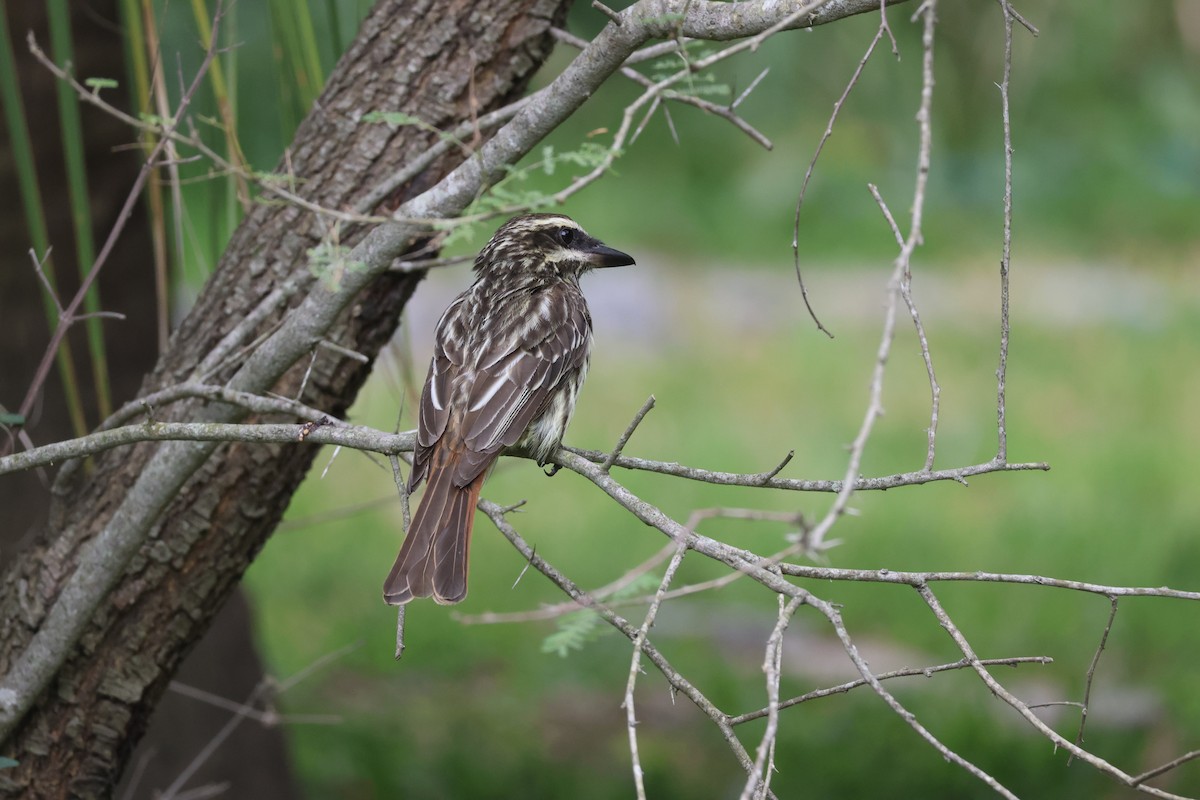 Streaked Flycatcher - ML646856820