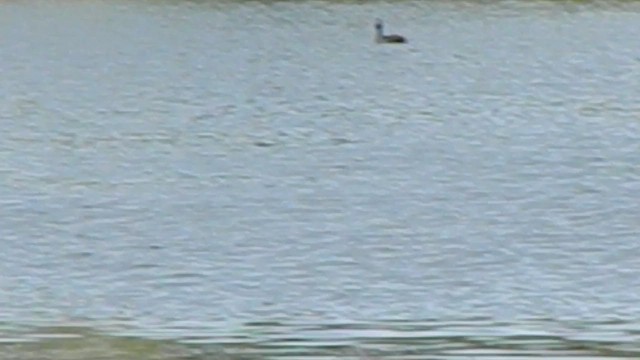 Txilinporta belarrizuria - ML646856821