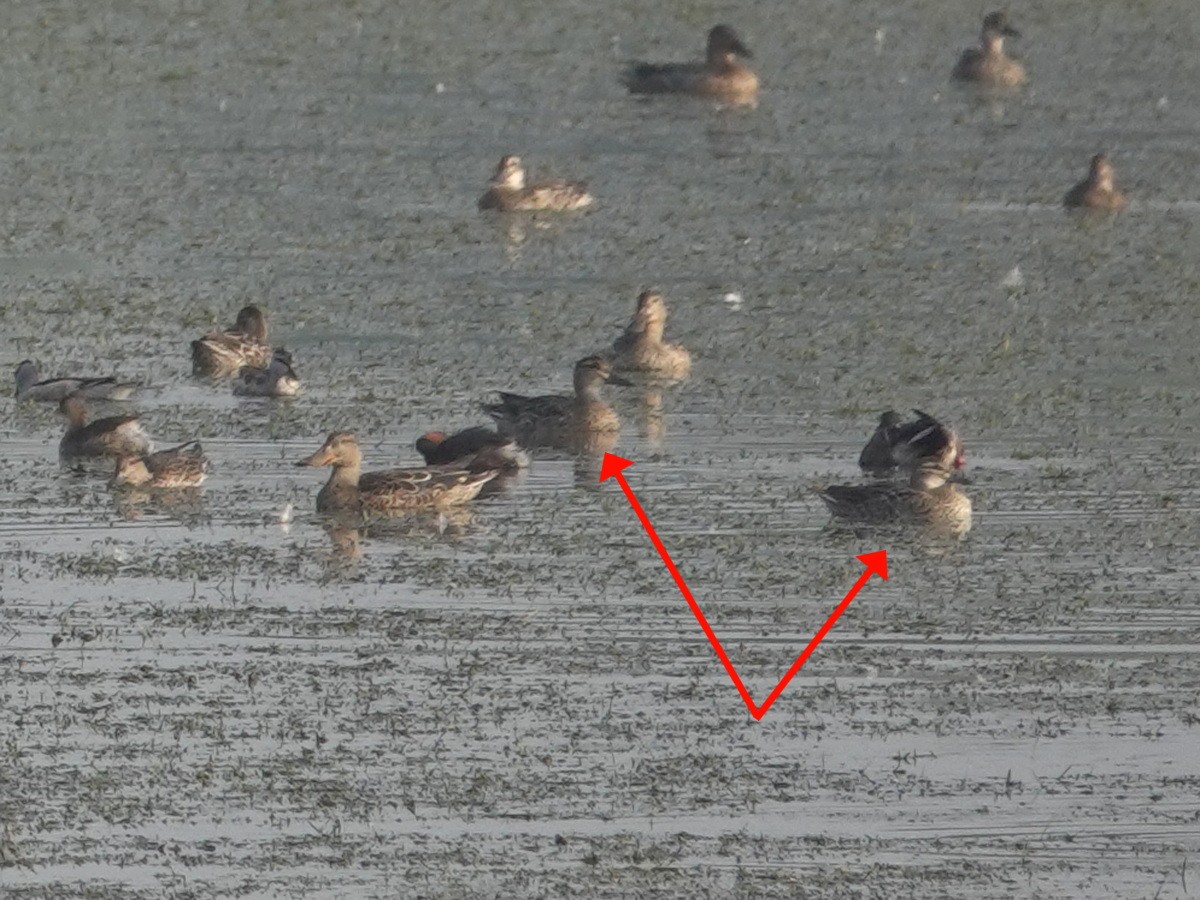 Udako zertzeta - ML646856822