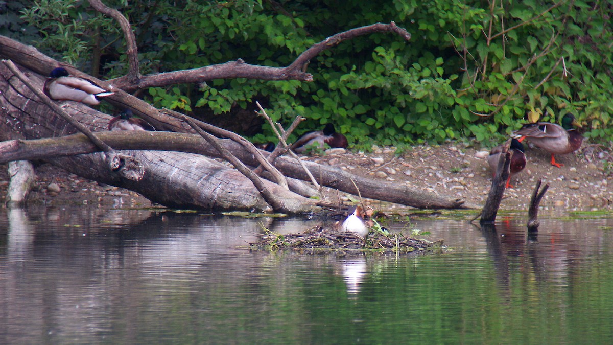 Murgil mottoduna - ML646856825