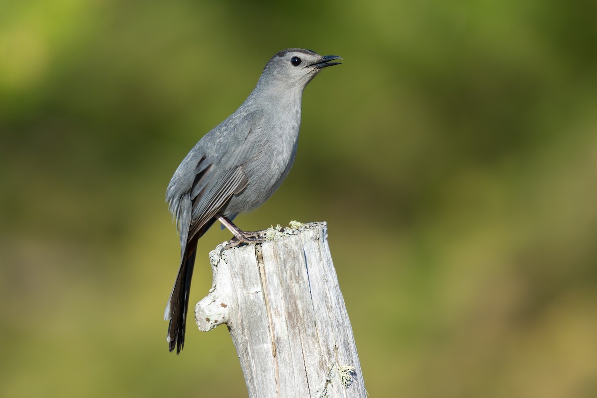 Miaulari grisa - ML646856826