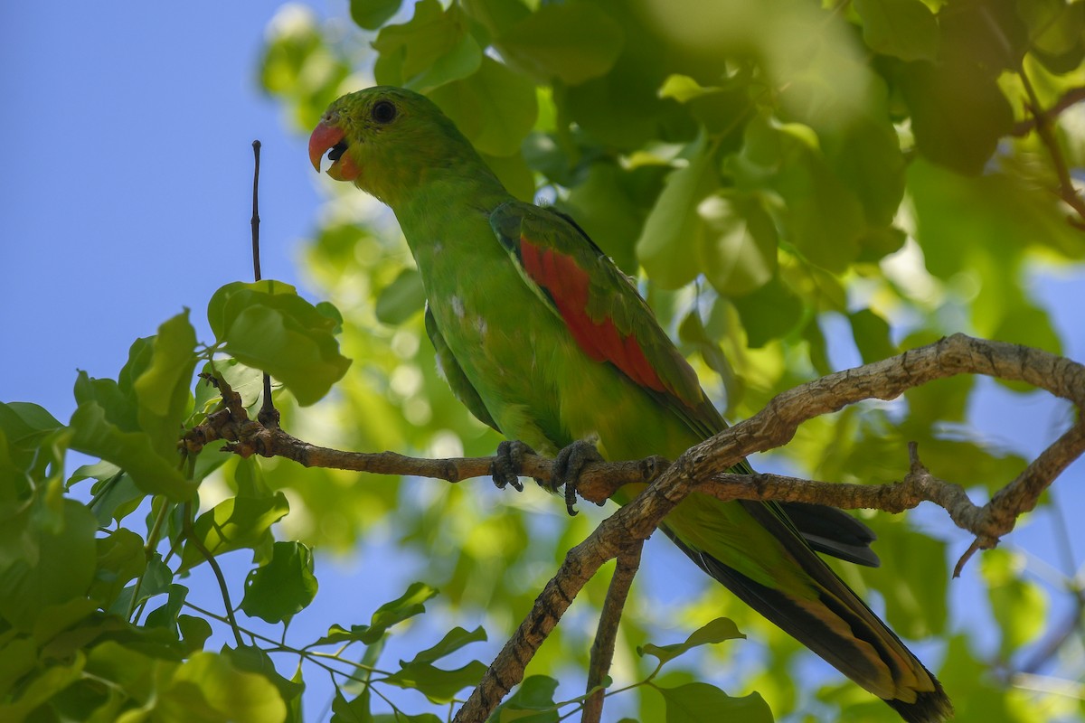 Red-winged Parrot - ML646856827