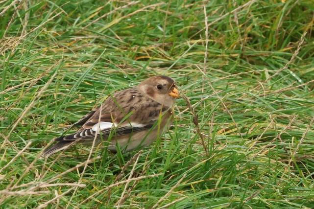 Elur-berdantza - ML646856828