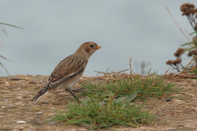 Elur-berdantza - ML646856829