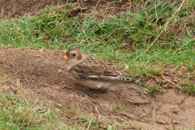 Elur-berdantza - ML646856830