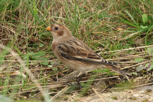 Elur-berdantza - ML646856831