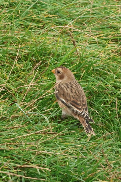 Elur-berdantza - ML646856832