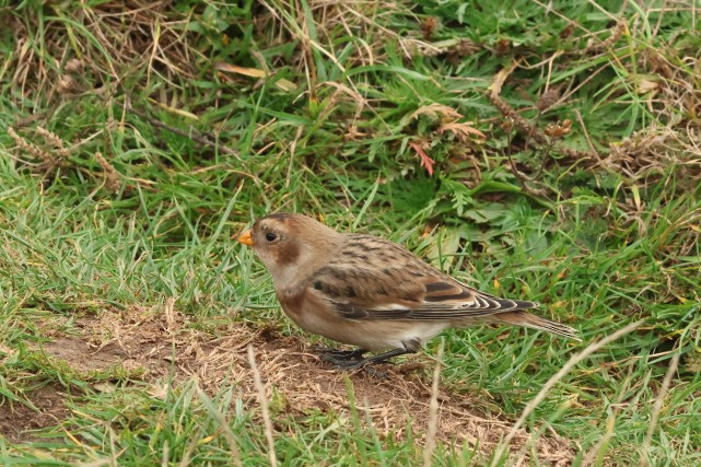 Elur-berdantza - ML646856833