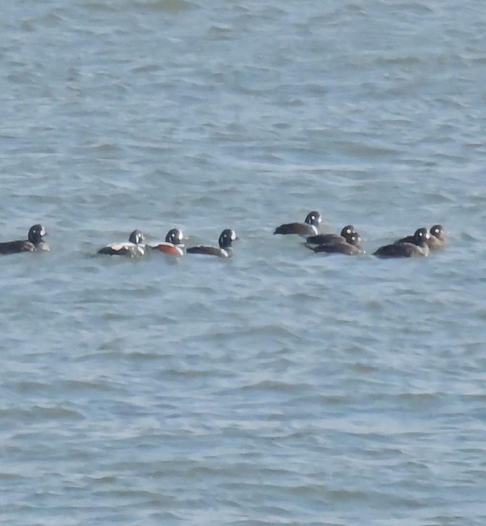 Ahate arlekina - ML646856834