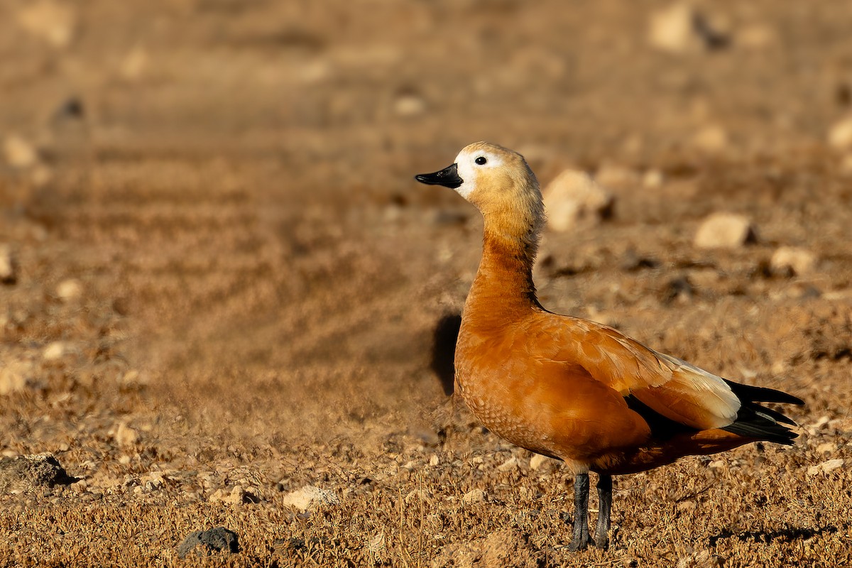 Paita gorrizta - ML646856836