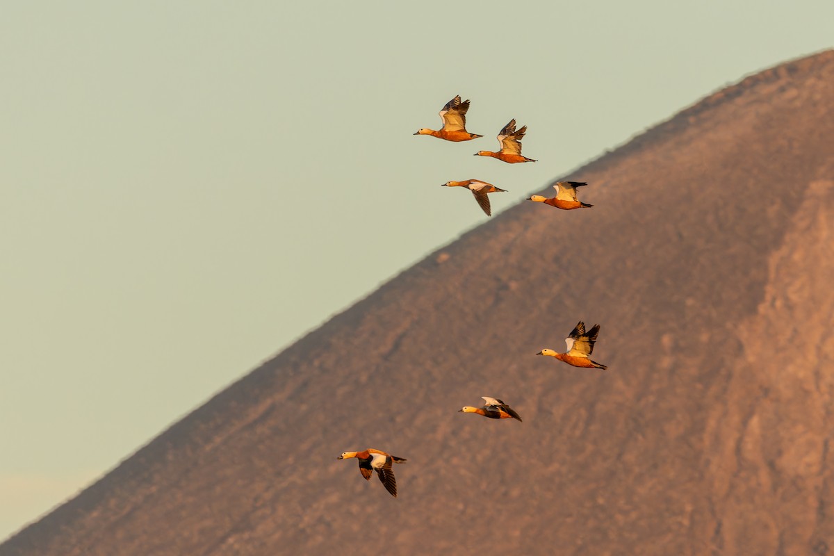 Paita gorrizta - ML646856837