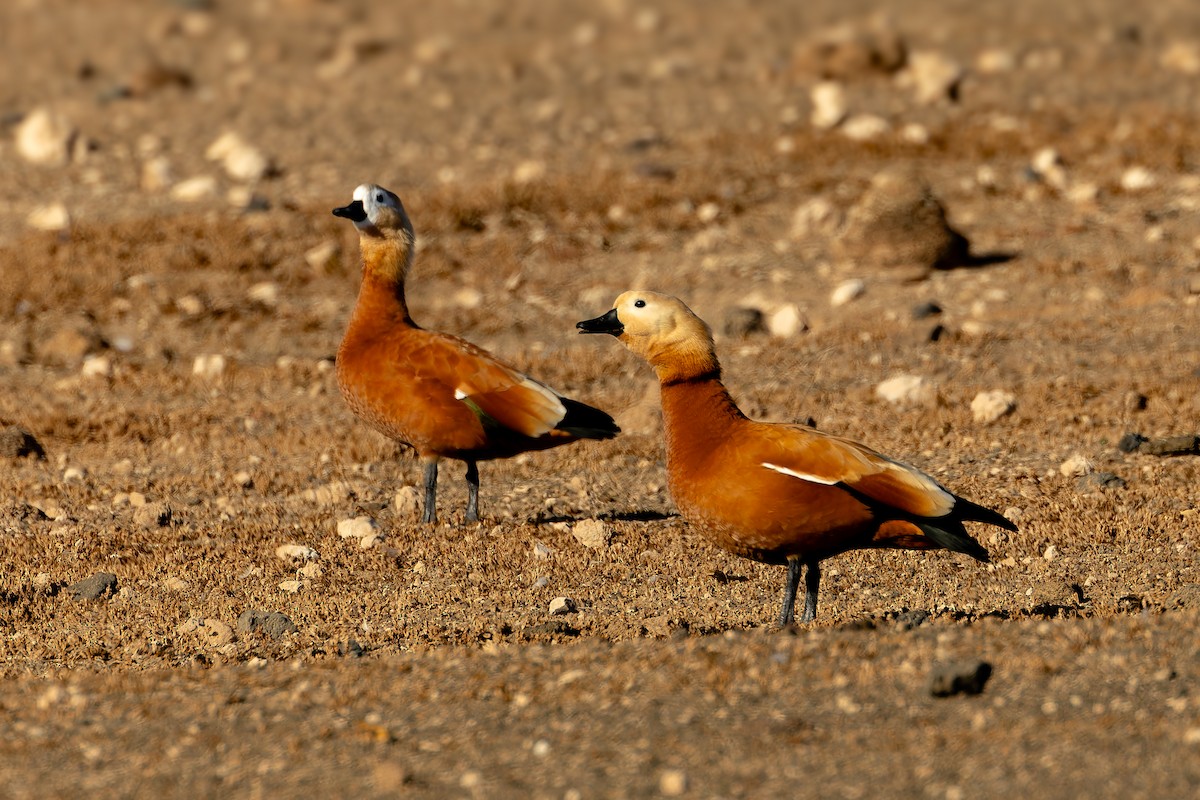 Paita gorrizta - ML646856838