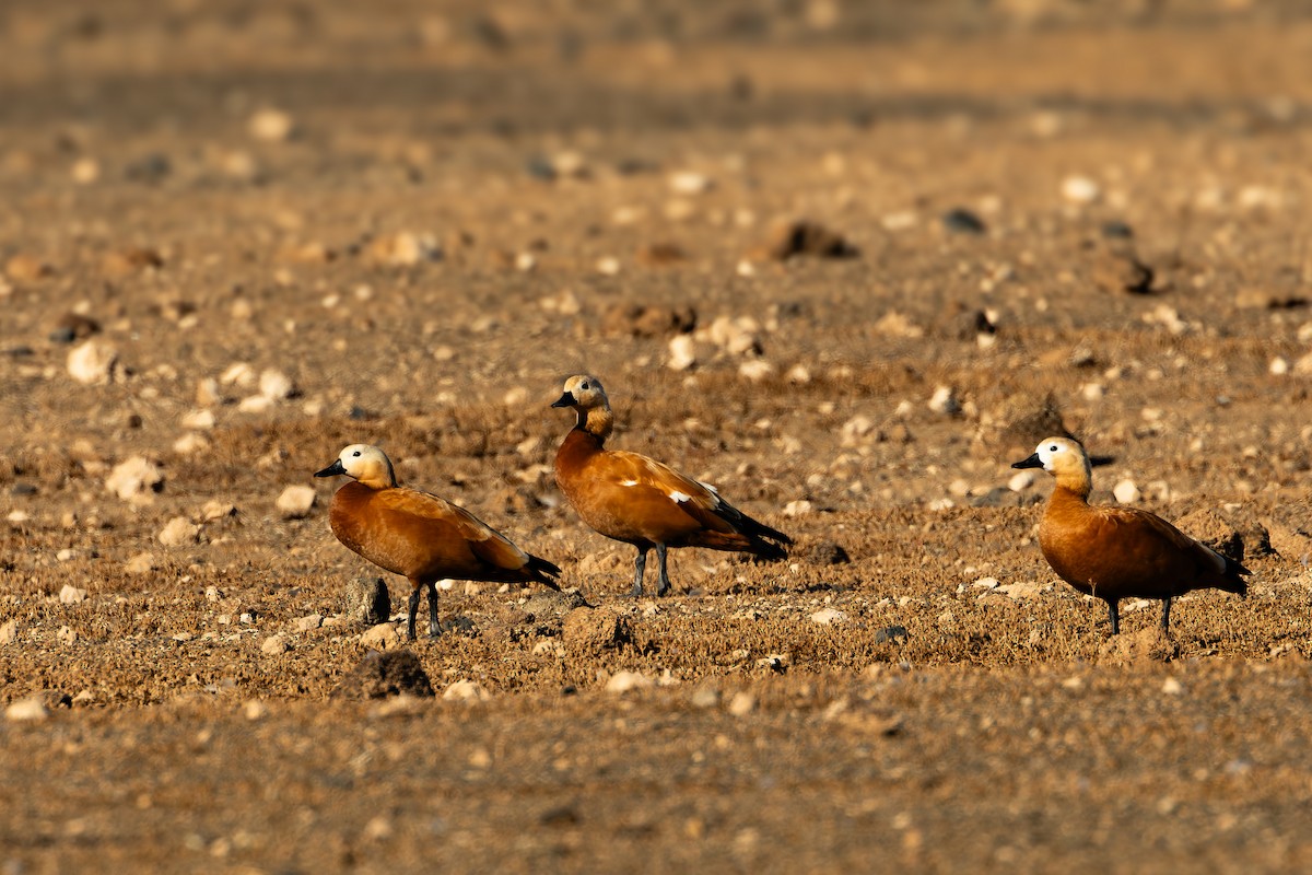 Paita gorrizta - ML646856839