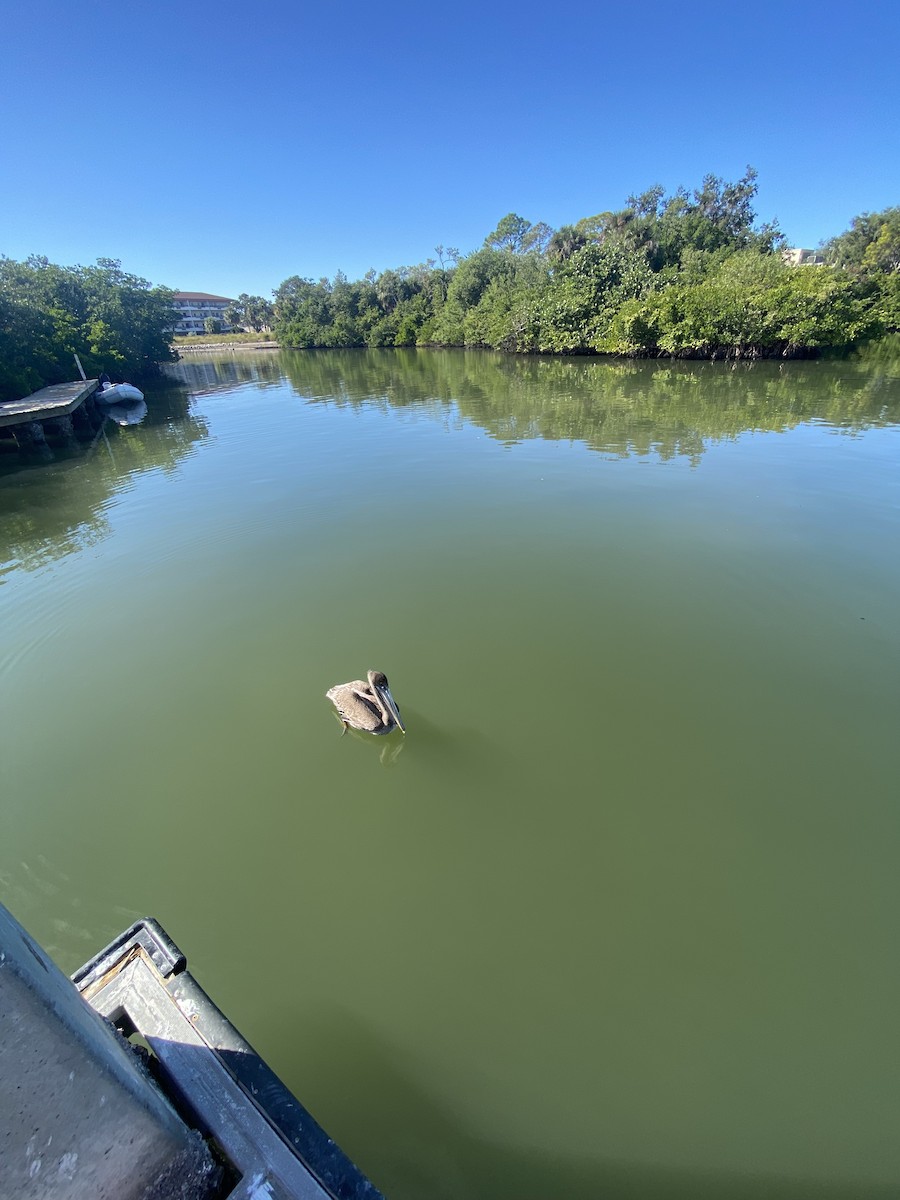 Pelikano arrea - ML646856840