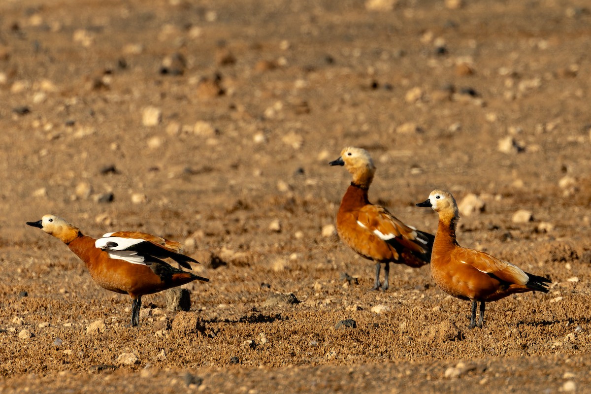 Paita gorrizta - ML646856841