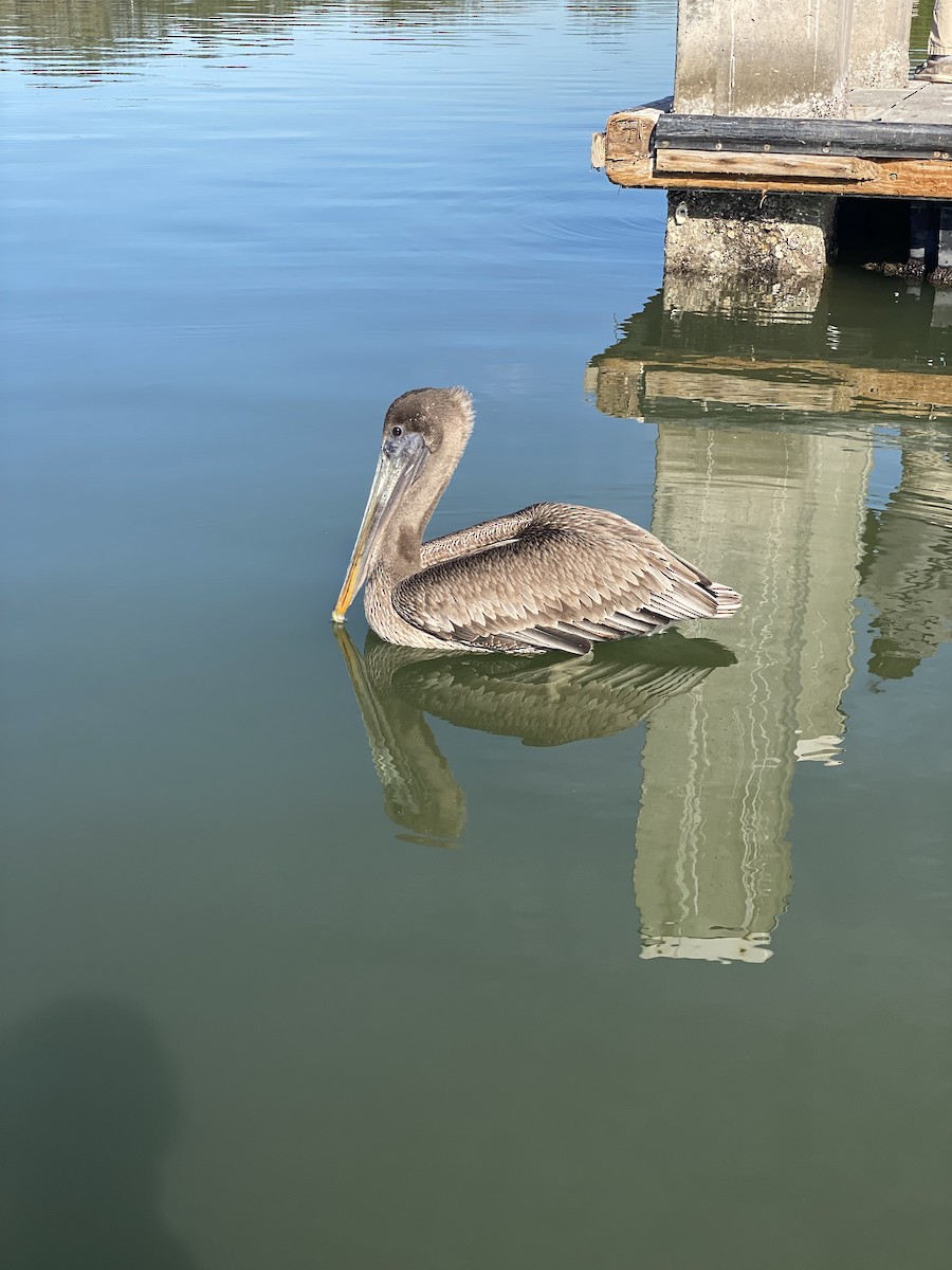 Pelikano arrea - ML646856842