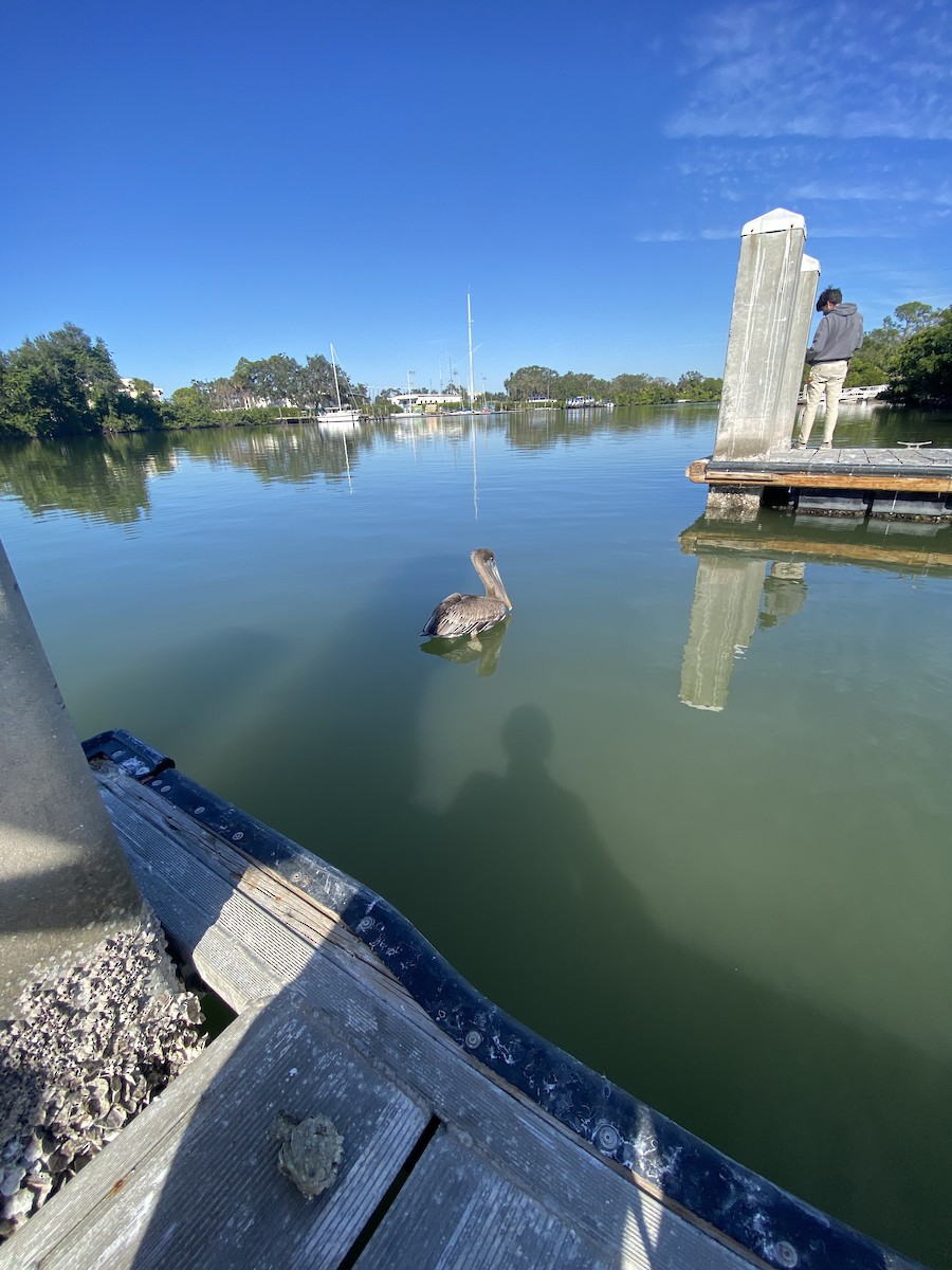 Pelikano arrea - ML646856843