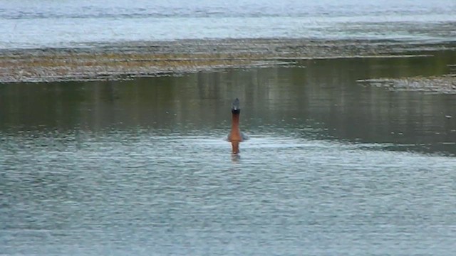 Murgil handia - ML646856845